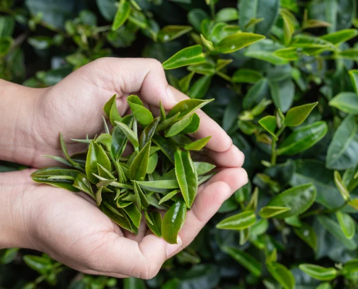 Yeşil Çay Nedir? Faydaları Nelerdir?